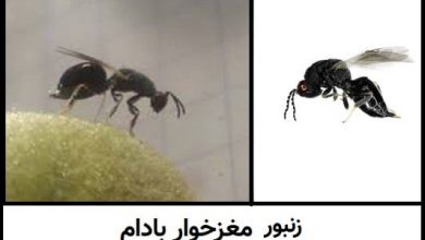 Photo of شناسایی و مبارزه با زنبور مغزخوار بادام